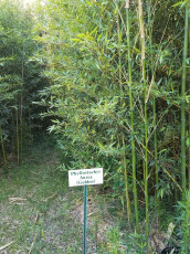 Phyllostachys-Aurea-Golden-bamboo